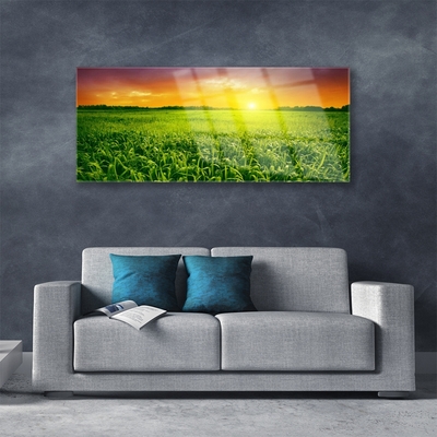 Acrylglasbilder Getreidefeld Sonnenaufgang Pflanzen