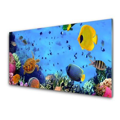 Acrylglasbilder Korallenriff Unterwasser Fische Natur