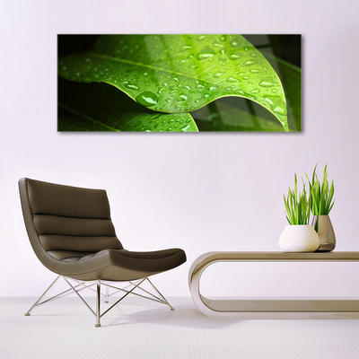 Acrylglasbilder Tautropfen Blatt Pflanzen