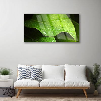 Acrylglasbilder Tautropfen Blatt Pflanzen