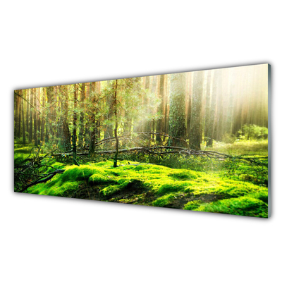 Acrylglasbilder Moos Wald Natur