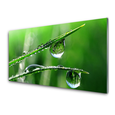 Acrylglasbilder Gras Tautropfen Pflanzen