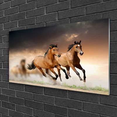 Acrylglasbilder Pferde Tiere