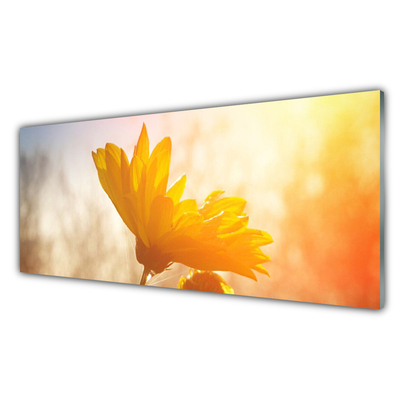 Acrylglasbilder Sonnenblume Pflanzen