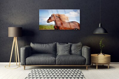 Acrylglasbilder Pferd Tiere
