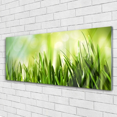 Acrylglasbilder Gras Natur