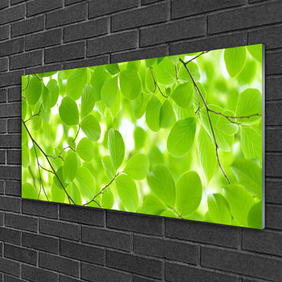 Acrylglasbilder Blätter Natur