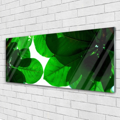 Acrylglasbilder Blätter Pflanzen