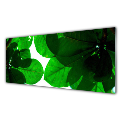Acrylglasbilder Blätter Pflanzen
