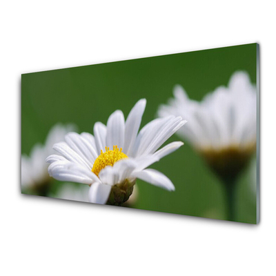 Acrylglasbilder Gänseblümchen Pflanzen