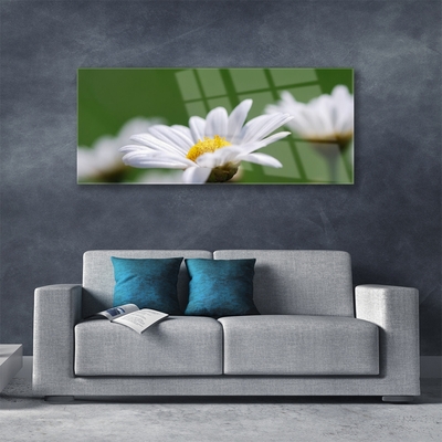 Acrylglasbilder Gänseblümchen Pflanzen