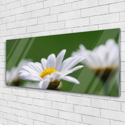 Acrylglasbilder Gänseblümchen Pflanzen