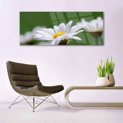 Acrylglasbilder Gänseblümchen Pflanzen