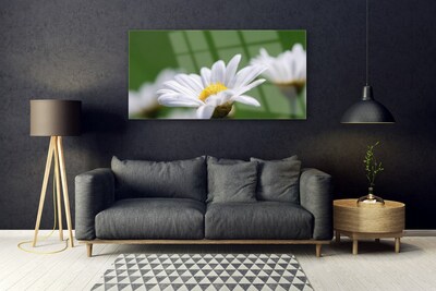 Acrylglasbilder Gänseblümchen Pflanzen