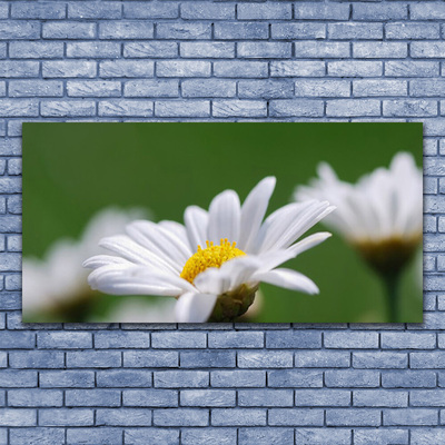 Acrylglasbilder Gänseblümchen Pflanzen