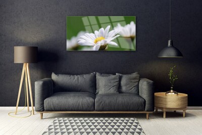 Acrylglasbilder Gänseblümchen Pflanzen