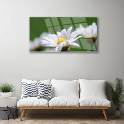Acrylglasbilder Gänseblümchen Pflanzen