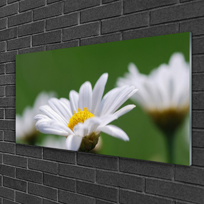 Acrylglasbilder Gänseblümchen Pflanzen