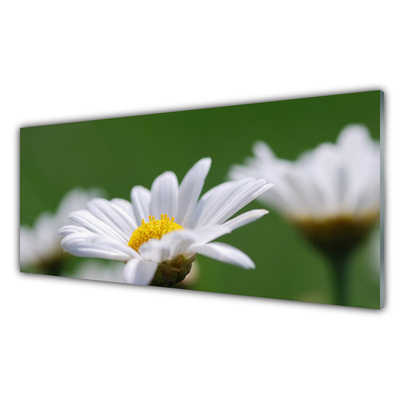Acrylglasbilder Gänseblümchen Pflanzen