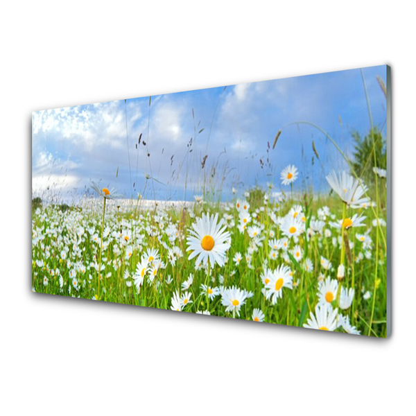 wiese-ganseblumchen-natur