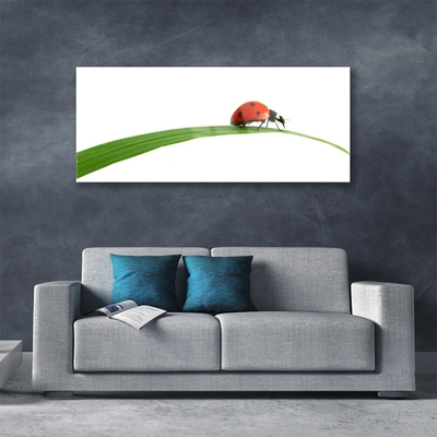 Acrylglasbilder Marienkäfer Pflanzen