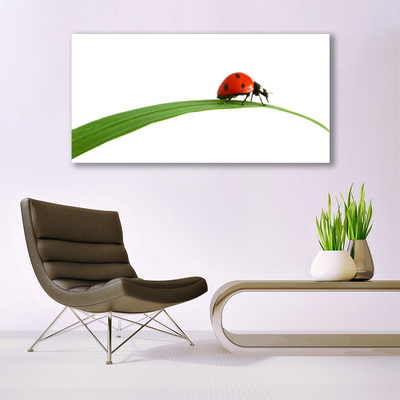 Acrylglasbilder Marienkäfer Pflanzen