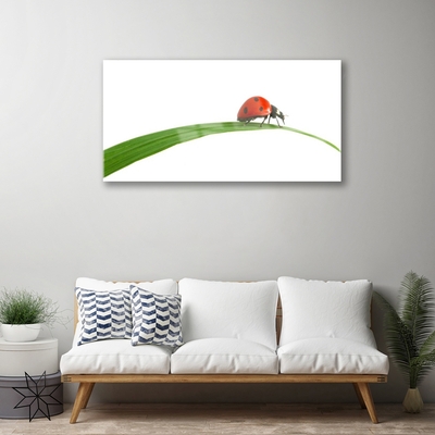Acrylglasbilder Marienkäfer Pflanzen