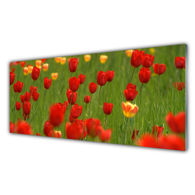 Acrylglasbilder Tulpen Natur