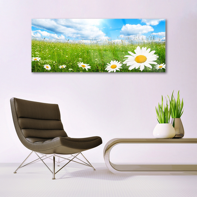 Acrylglasbilder Gänseblümchen Gras Natur
