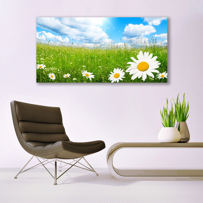 Acrylglasbilder Gänseblümchen Gras Natur