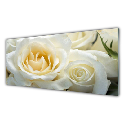 Acrylglasbilder Roses Pflanzen