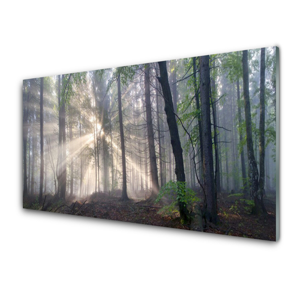 Acrylglasbilder Wald Natur
