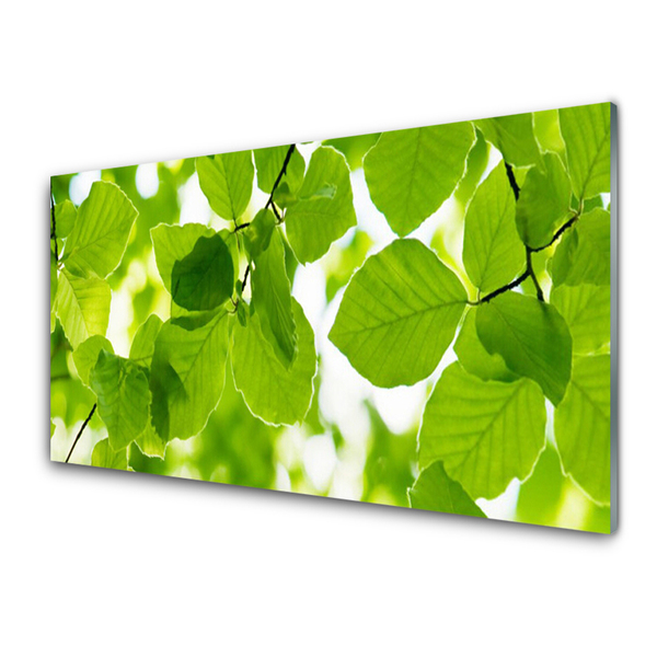 Acrylglasbilder Blätter Pflanzen