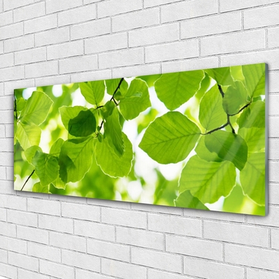 Acrylglasbilder Blätter Pflanzen
