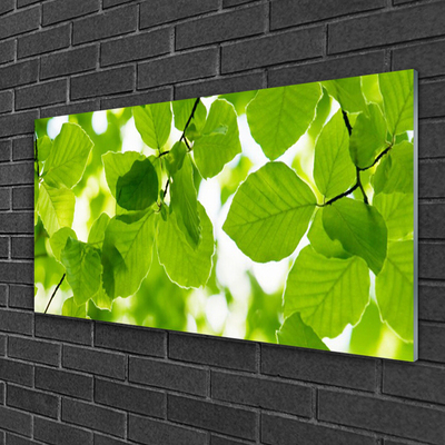 Acrylglasbilder Blätter Pflanzen