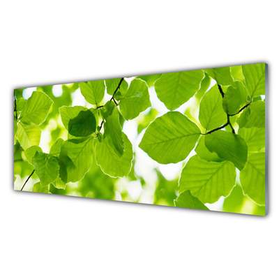 Acrylglasbilder Blätter Pflanzen
