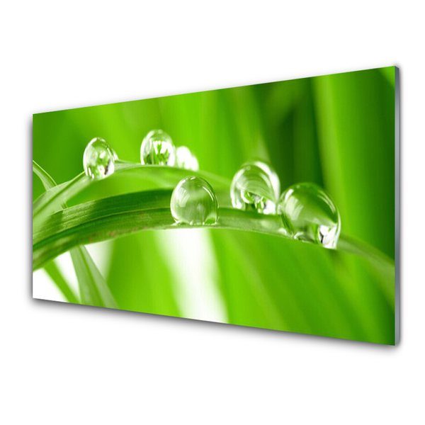 Acrylglasbilder Blätter Pflanzen