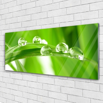 Acrylglasbilder Blätter Pflanzen