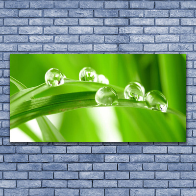 Acrylglasbilder Blätter Pflanzen