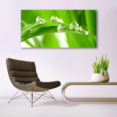 Acrylglasbilder Blätter Pflanzen