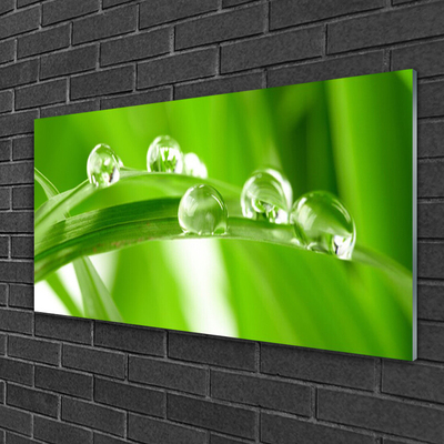 Acrylglasbilder Blätter Pflanzen