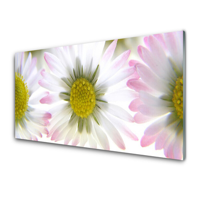 Acrylglasbilder Gänseblümchen Pflanzen