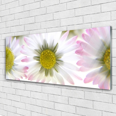 Acrylglasbilder Gänseblümchen Pflanzen