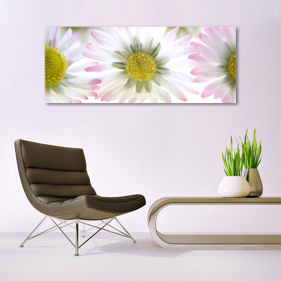 Acrylglasbilder Gänseblümchen Pflanzen