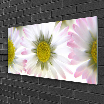 Acrylglasbilder Gänseblümchen Pflanzen