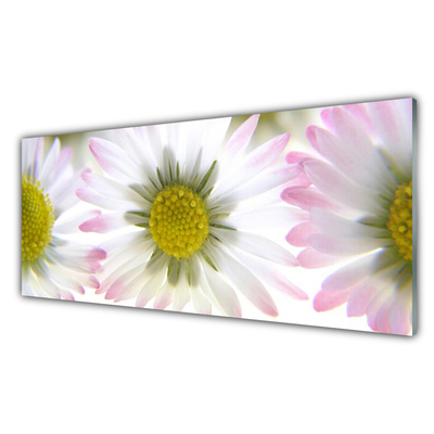 Acrylglasbilder Gänseblümchen Pflanzen