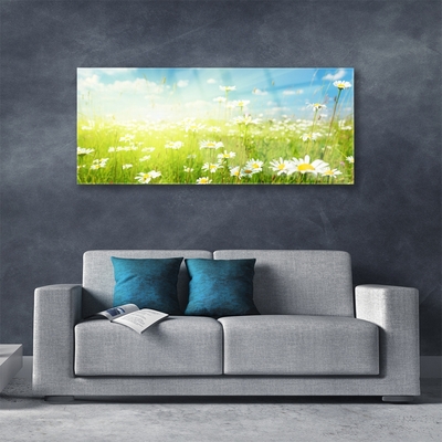 Acrylglasbilder Wiese Gänseblümchen Natur