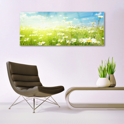 Acrylglasbilder Wiese Gänseblümchen Natur