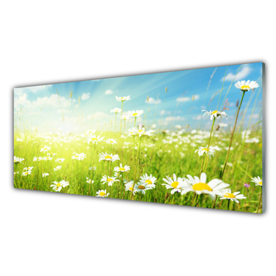 Acrylglasbilder Wiese Gänseblümchen Natur