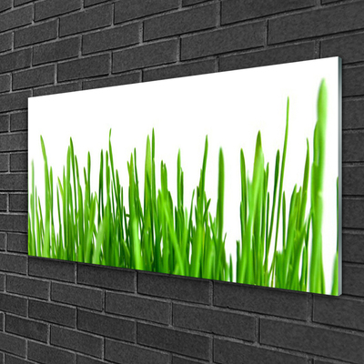 Acrylglasbilder Gras Pflanzen